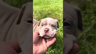 Extreme Build Pocket Bully Puppy Available For Sale 55 weeks old [upl. by Alwin]