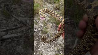 Hognose Snake Bluff Strikes [upl. by Nairod]