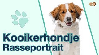 Kooikerhondje im Rasseportrait  Anfänger Hunderasse aus den Niederlanden [upl. by Eleazar]