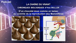 Podcast 13  Dun chocolat doux comme un baiser au contrôle de la reproduction des Mammifères [upl. by Val]