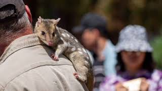 Facts About Eastern Quoll [upl. by Herries712]