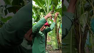 Nudo para apuntala en cultivo de banano y plátano [upl. by Bang]