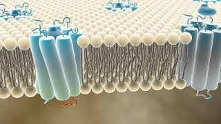 G proteincoupled receptors GPCRs cell membrane [upl. by Jerol884]