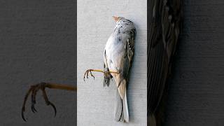 Sparrows Puri Tarah Se Gayab Ho Jayegi  Sparrows will Disappear Completely shorts youtubeshorts [upl. by Coryden811]