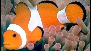 Amphiprioninae Clownfish or anemonefish Рыба Клоун [upl. by Moritz701]