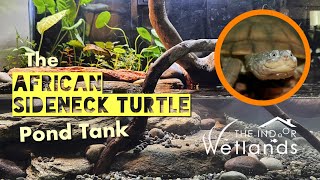 African Sideneck Turtle Pond Tank  Aquascape by The Indoor Wetlands [upl. by Maida]