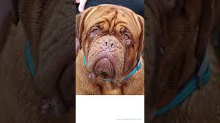 Mastiff Type Dogs In the World dogs dogknowledge doglover [upl. by Ellecrad363]