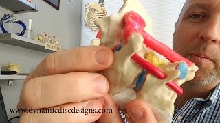 Atlantoaxial Joint and Upper Cervical Model [upl. by Stanleigh]