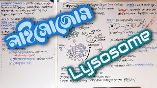 Lysosome Structure Function Types in Bengali  লাইসোজোম লাইসোজোমের গঠন কাজ প্রকারভেদ [upl. by Hawkie976]