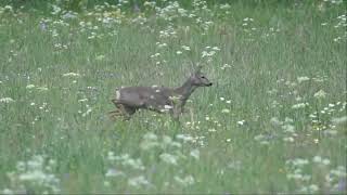 Un chevreuil qui aboie il semble avoir mangé un peu trop de bourgeons [upl. by Emelia]