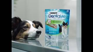 Purina® Dentalife™  Επιστημονικά σχεδιασμένο οδοντικό σνακ για υγιή δόντια  PURINA® Greece [upl. by Innor]