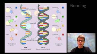 Nucleic Acids [upl. by Uehttam]