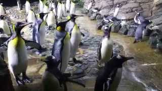 Birds at Rotterdam Zoo flamingos king penguins and more [upl. by Judsen441]