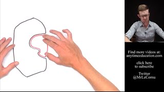 Induced Fit Model of Enzyme Action [upl. by Jaban]