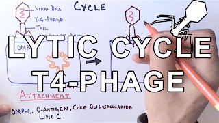 Mechanism of LYTIC CYCLE [upl. by Erdreid]