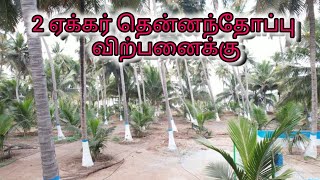 93 2 Acre coconut farm landforsale near kinathukadavu pollachi coimbatore tamil nadu india [upl. by Tiram651]