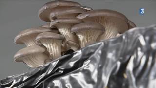 Les pleurotes des champignons cultivés dans le Tarn [upl. by Ahsekyw]