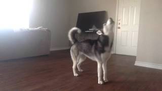 My Husky Sequoia Howling while Home Alone [upl. by Nyvets654]