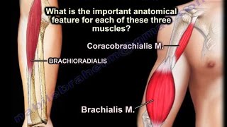 Coracobrachialis Brachialis Brachioradialis  Everything You Need To Know  Dr Nabil Ebraheim [upl. by Resneps976]