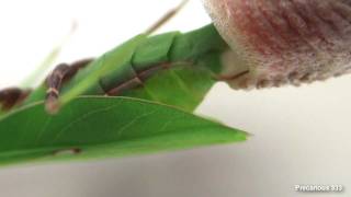 Oxyopsis gracilis lays an ootheca [upl. by Rica]