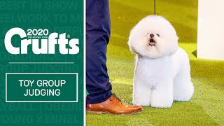 Toy Group Judging  Crufts 2020 [upl. by Aicarg]