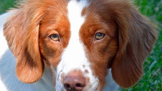 Preserving the Legacy of the Brittany Dog Breed [upl. by Dodd]