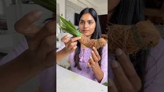 Let’s make Parrot for festival decor DIY festivaldecor toranam parrotvideo diwalidecor shorts [upl. by Selena]