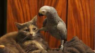 Parrot annoys cat [upl. by Aleibarg]