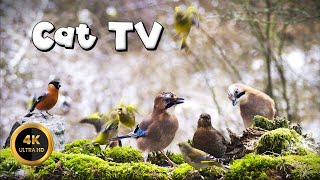 Cat TV for Cats to Watch 🐈  JAYampBIRDS🐦‍⬛ 4K [upl. by Purington]