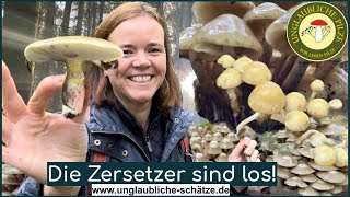 Pilzfrau amp Mann  Pilze suchen im Wald der Zersetzer Pilze sammeln im Oktober 2023 [upl. by Dannie]