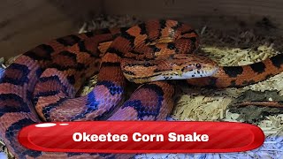 Okeetee Corn Snake Pantherophis guttatus [upl. by Osswald]