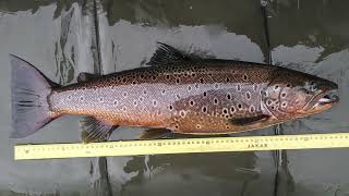 Ferox Trout  Trolling for Ferox Trout in Scotland in Rough Conditions [upl. by Armyn42]