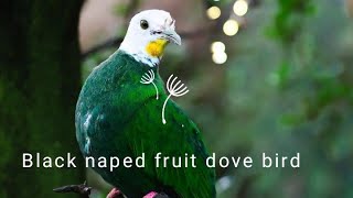 Black naped fruit dove Forest bird forestry8955 [upl. by Katzen566]