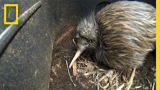 Bizarre Furry Kiwi Bird Gets a Closer Look  National Geographic [upl. by Asseret]