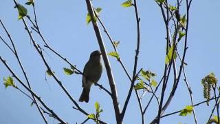 Common Chiffchaff singing in Kazan Tatarstan 3 May 2017 [upl. by Mcgee]