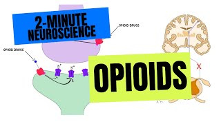 2Minute Neuroscience Opioids [upl. by Llednew]