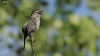 Gray Catbird singing [upl. by Loughlin]