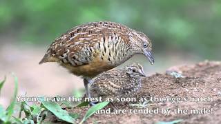 Barred Buttonquail [upl. by Anital]