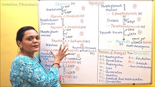 02 Glycolysis Part 01 Pathway  Glycolysis Steps amp Reactions  Carbohydrate Metabolism  Biochem [upl. by Hsirrehc777]