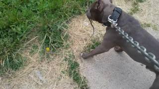 Blue pit bull attacks snake [upl. by Nya]