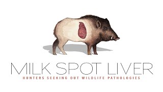 Ascariasis or Milk Spot Liver on Wild Boar  Wildlife Pathologies for Hunters [upl. by Clarey]