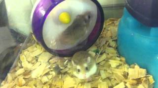 Hamsters trying to run opposite directions on wheel [upl. by Raina560]