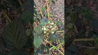 When do BLACKBERRIES bloom gardening berries plants [upl. by Ailegra261]