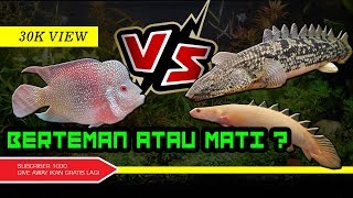 Ikan Louvan VS Naga Palmas apa yang terjadi  eiknumoto 007 [upl. by Enohs145]