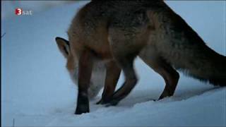 Fuchs jagd Schneemaus in den Alpen [upl. by Garaway]