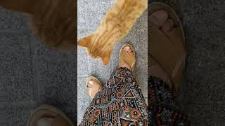 Kedi miyaw dedi 😸 çok ilginç 😹🙀 [upl. by Kifar]