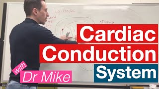 Cardiac Conduction System  Cardiology [upl. by Avon]