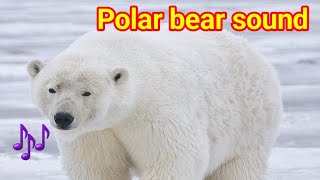 Polar bear sounds  Polar bear sound  polar bear sound effect  polar bear roar  polar bear [upl. by Romito]