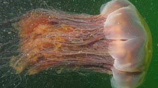 Facts The Lions Mane Jellyfish [upl. by Nyrhtac]