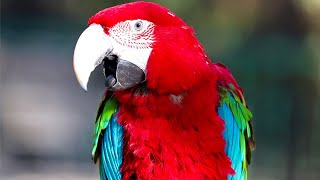 Scarlet macaw Natural sounds [upl. by Bluma704]